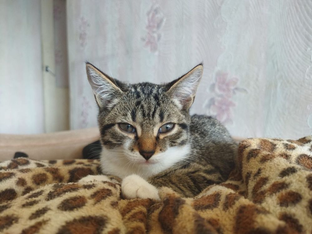 Ищем добрые руки для котят!