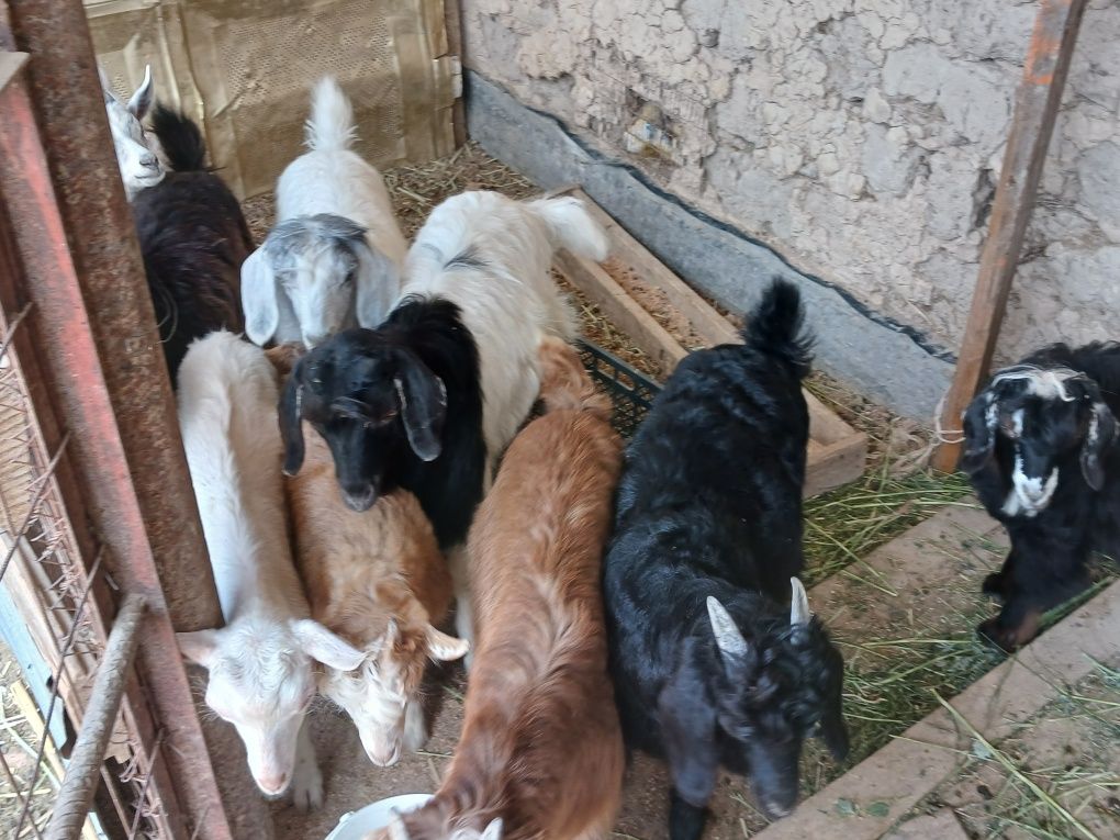 Ешкілер,лақтар және марқа
