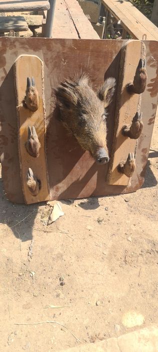 Trofeu mistreț  blână și cap