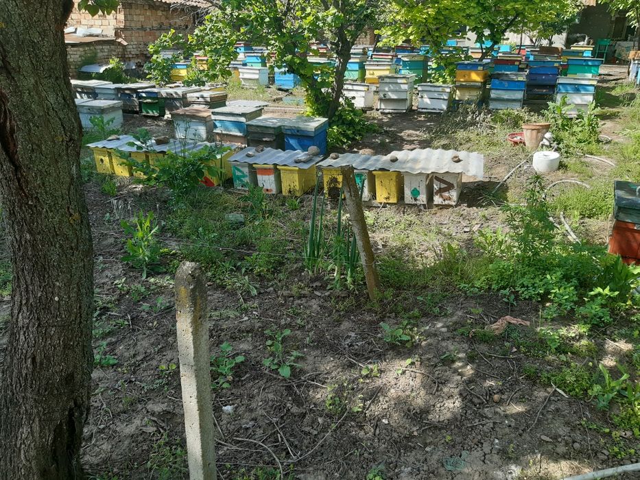 Ранни записвания за пчелни отводки 2026 г