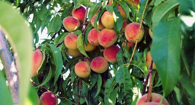 Pomi fructiferi clasici ambalați Piersici