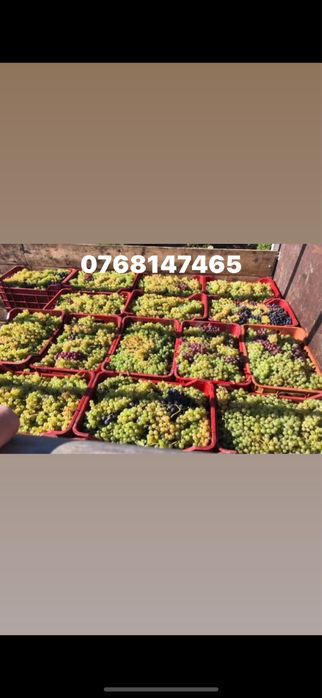 Vand struguri de vin barlad