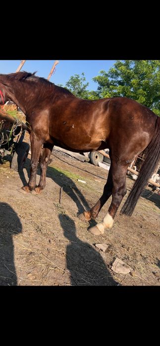 de vânzare iapă Mai multe detalii la tel