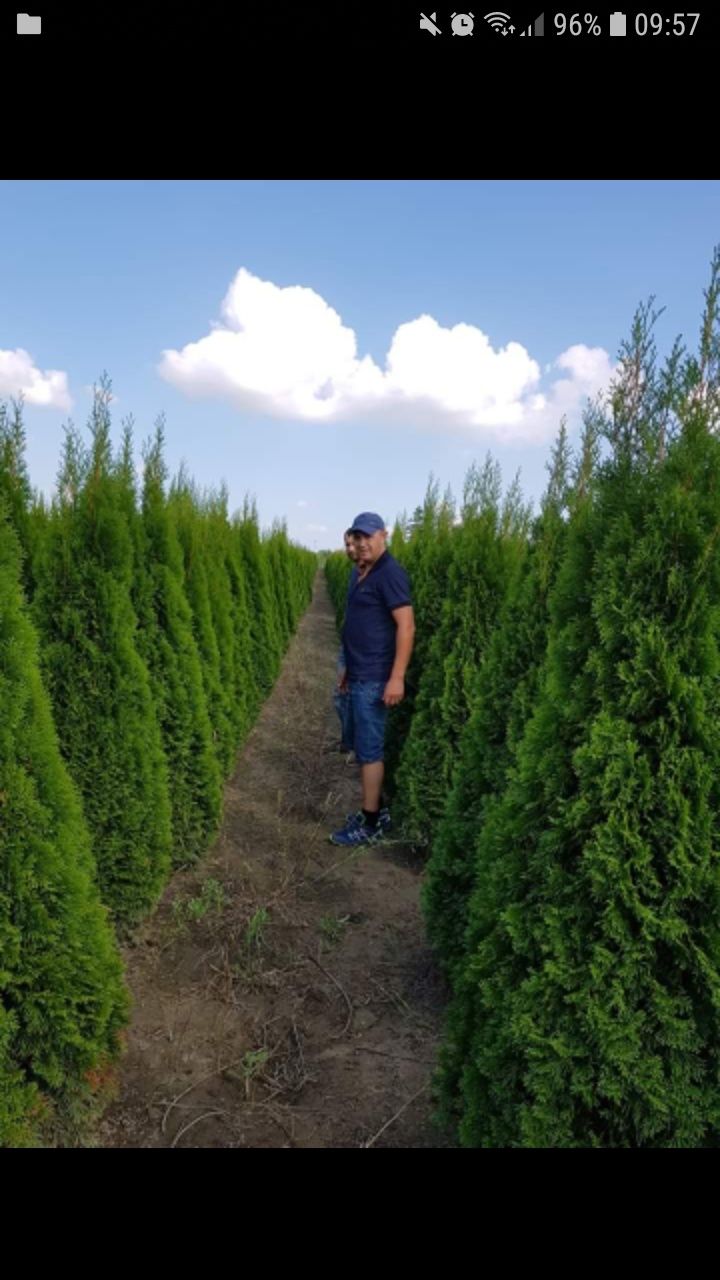 Vand tuia de tot felu se ofera livrare si plantare la cerere