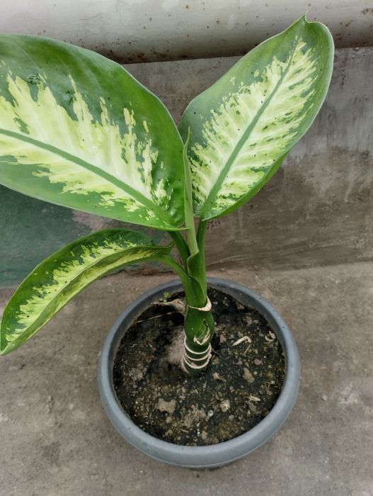 Дифимбахия кустовая ,,комнатное растение