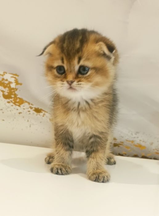 Золотая шиншилла котята