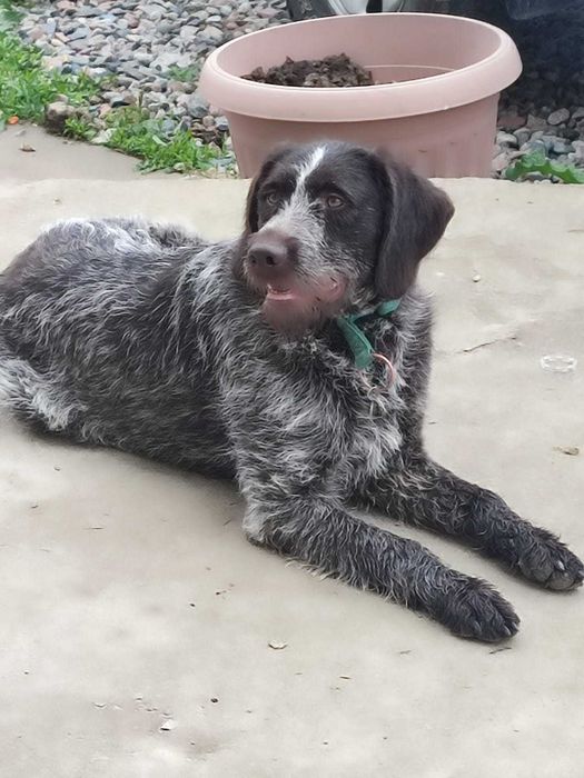 Вязка шикарный кобель дратхаара