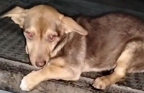 Щенки в добрые руки