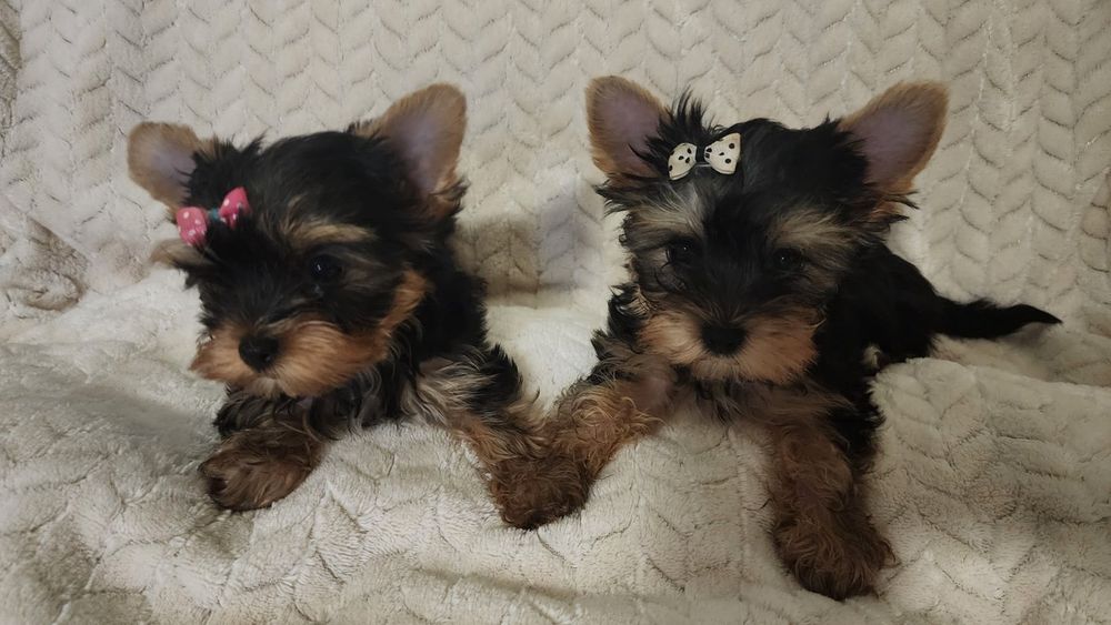 Мини йоркширски териер