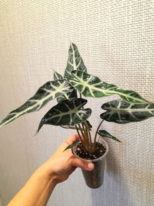 Продам Алоказия Бомбино