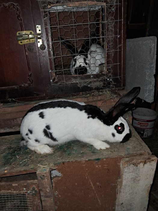 Vand iepuri fluture german rasa pura pui si adulti .