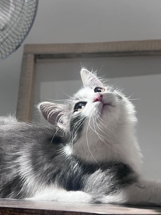 Отдам кота в хорошие руки