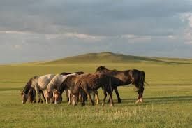 Продам лошадей .