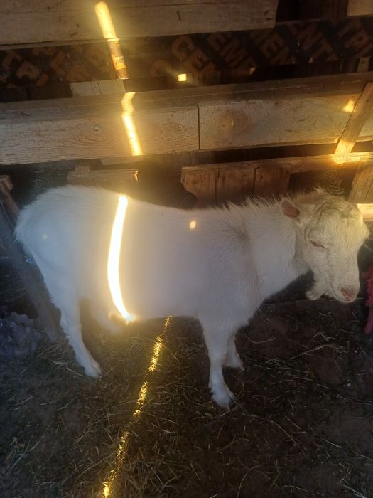 Vând țap sannen în vârstă de 8 luni