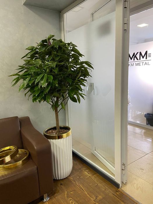 Offis va ishxonalar uchun gullar