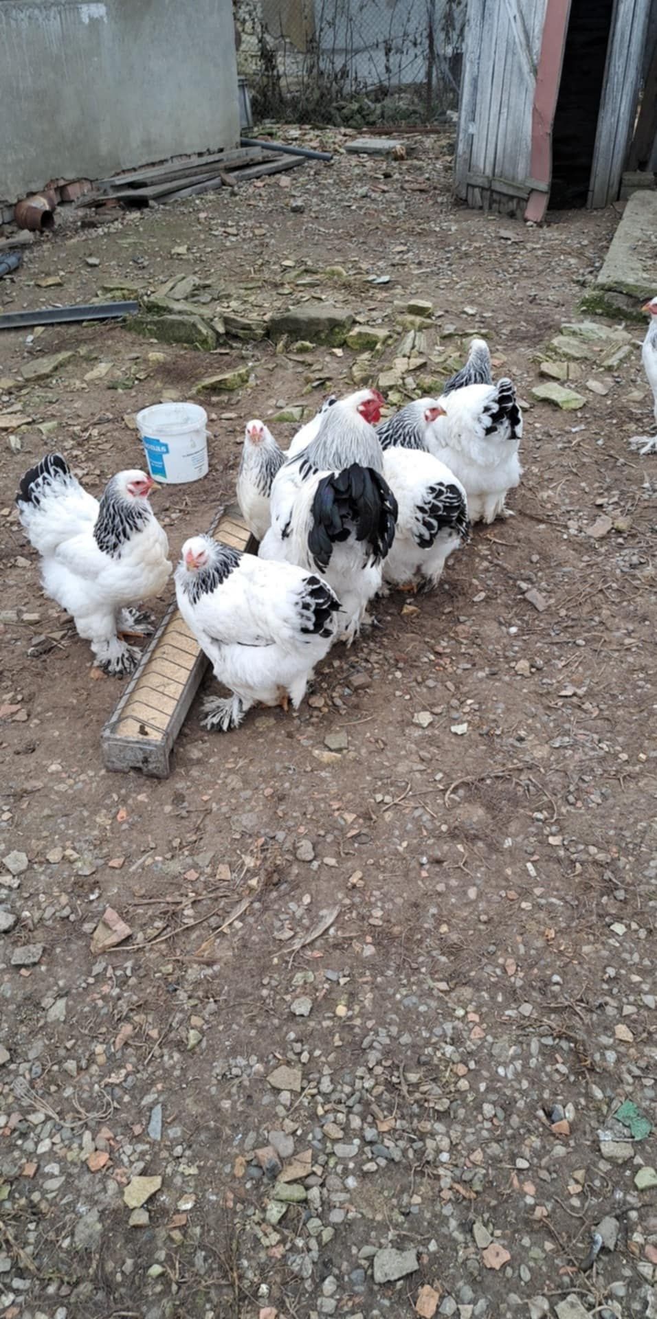 Vând ouă incubat brahma hd