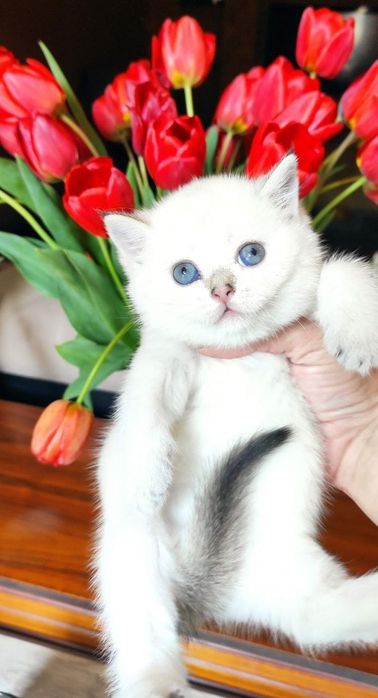 Скотиш страйт Блю поинт мальчик