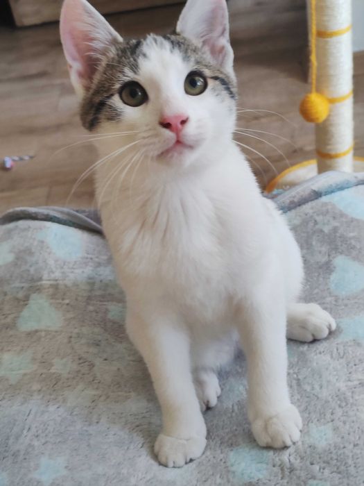 Motănei Superbi pt Adopție Responsabila!