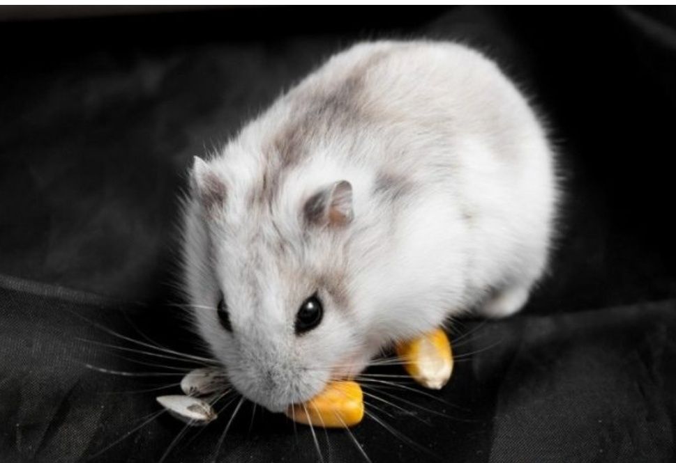 Джyнгарские хомячки