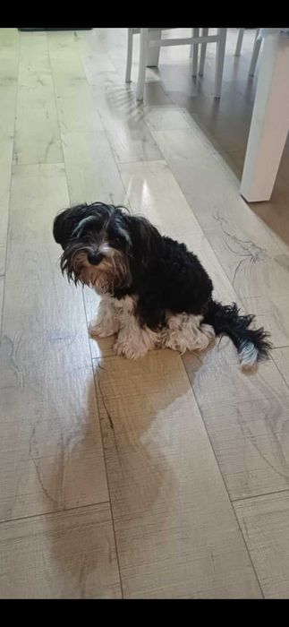 Продава се Бивер йорки