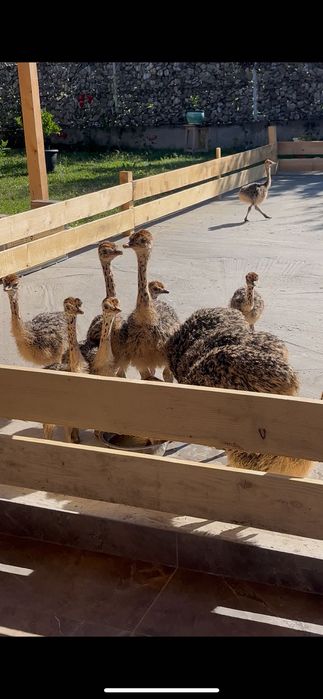 Pui de struț negru african