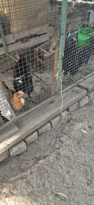 Qora shaxzoda xoroz tovuqlar sotaman