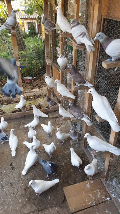 Ocazie! Vand voiajori albi pentru nunti si voiajori concurs vaccinati!