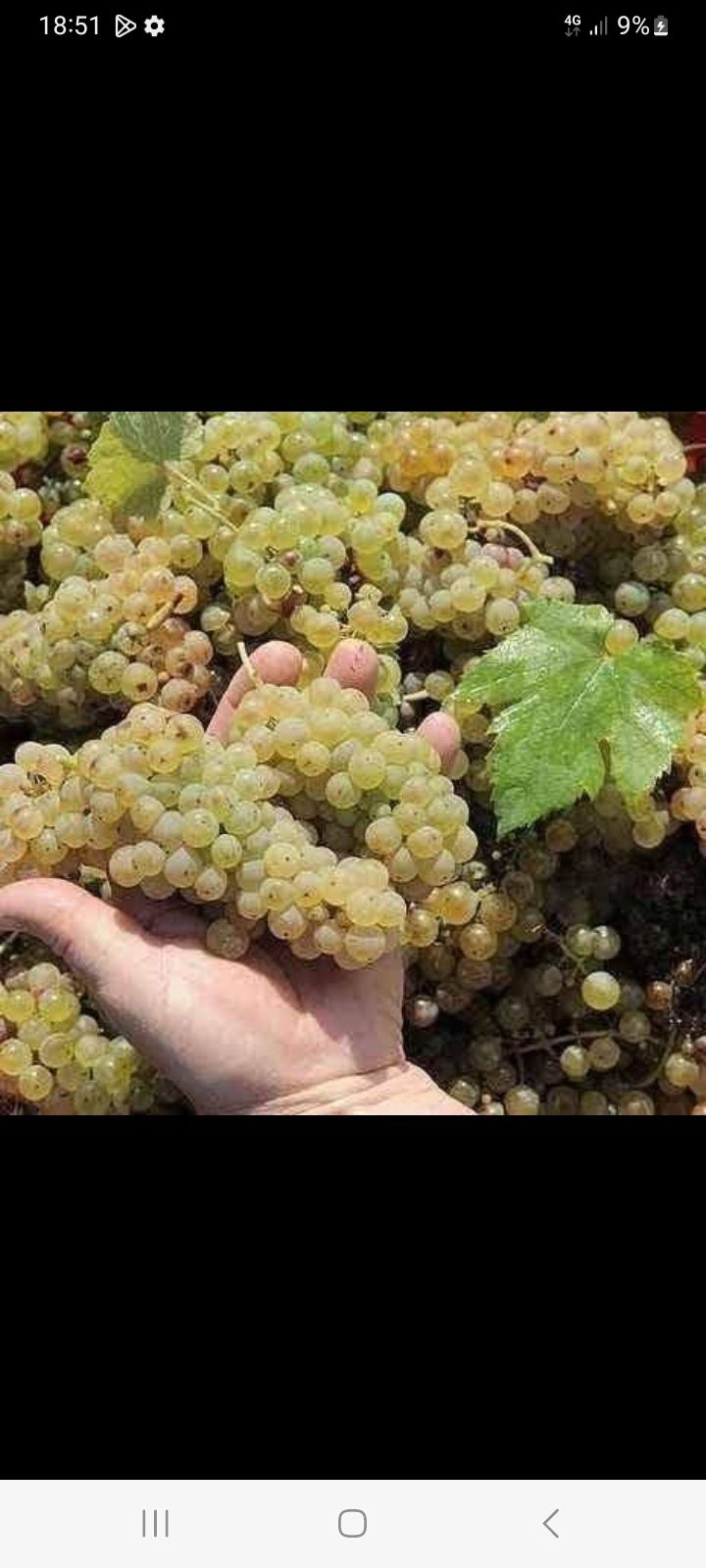 De vânzare struguri producția 2025