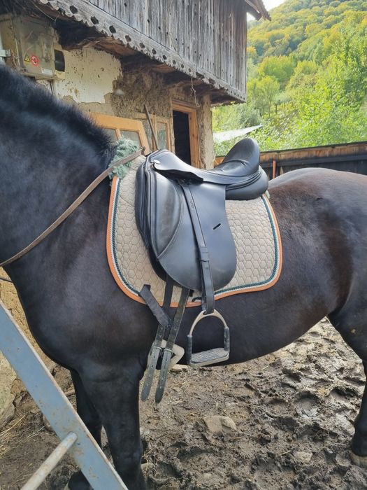 Șa pentru echitatie (dresaj )