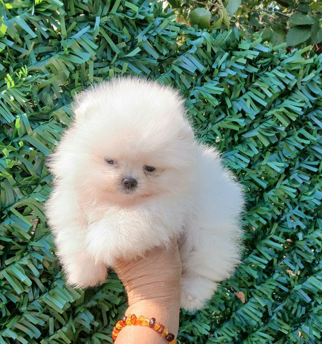 Померан-мини момиче