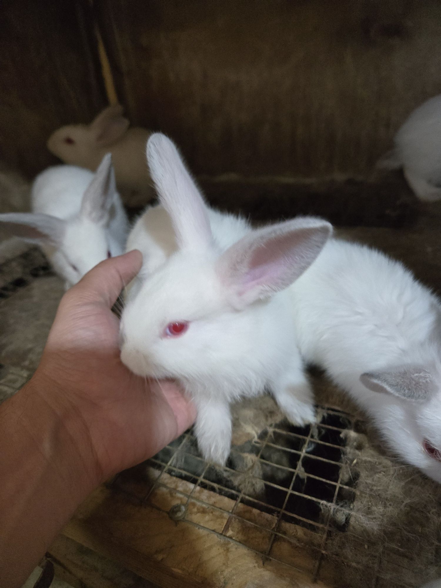 Quyon bolalari sotiladi. 1 ойлик. Кролики. 55 000 сум дан