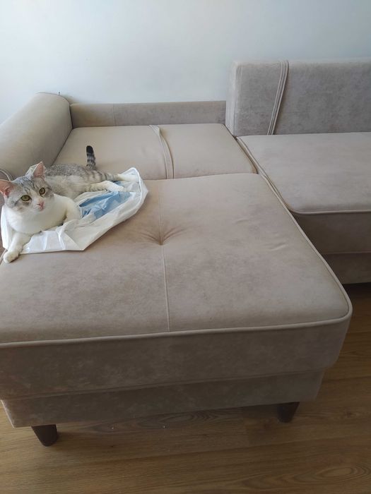 Отдам кота в хорошие руки