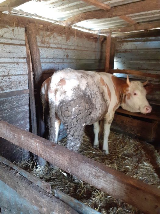 Vand vitel și vitea