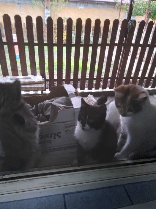 Adoptie !! Pisicute !!