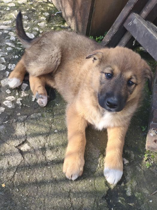 Подаряват се белгийски овчарки(малиноа)/коли