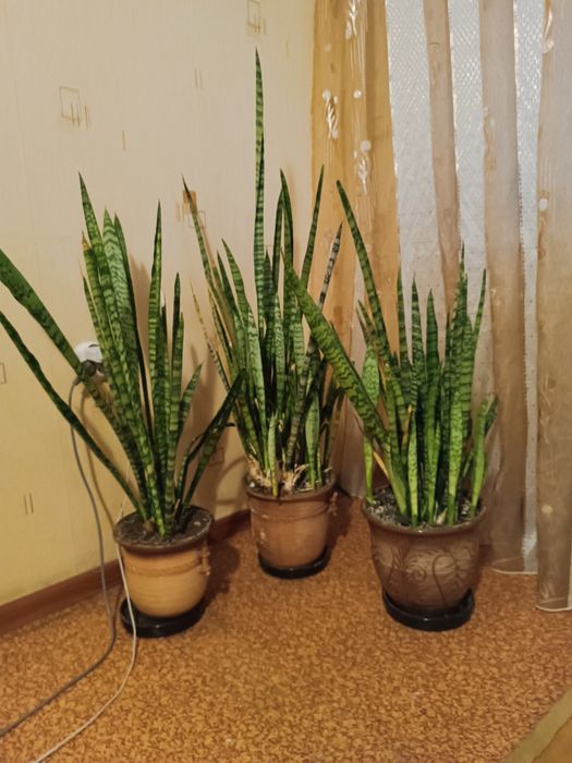 Продам комнатные растения