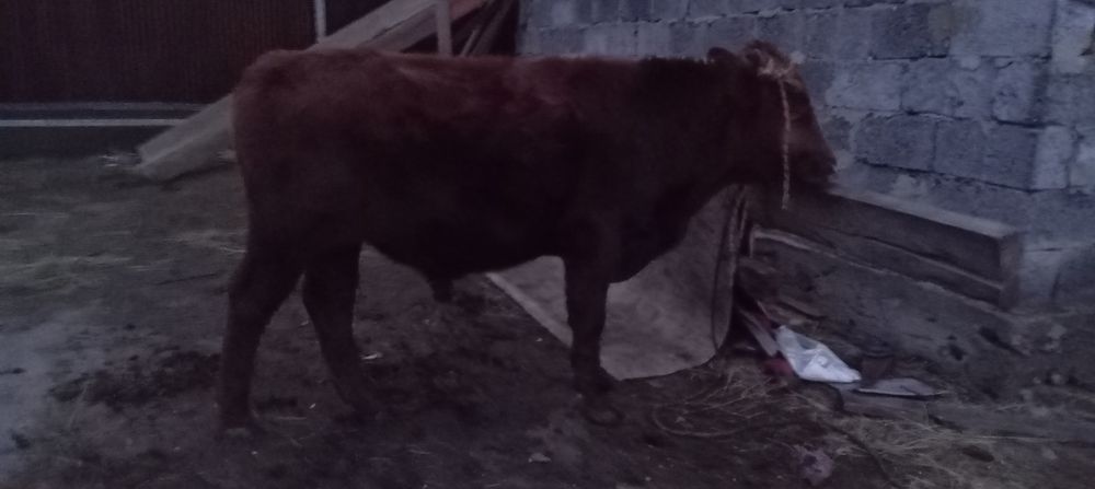 Продается бычок потсос