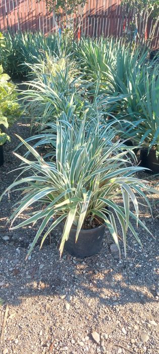 Arțar,cedru,glob,brazii,yucca,aurea,leylandi,pin,prunus,pepinieră