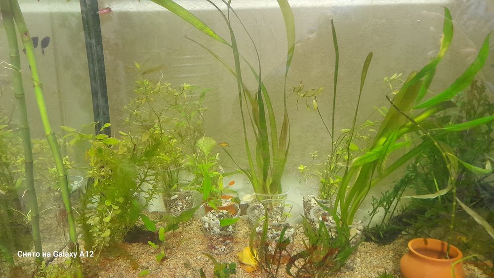 Аквариум отлари сотилади