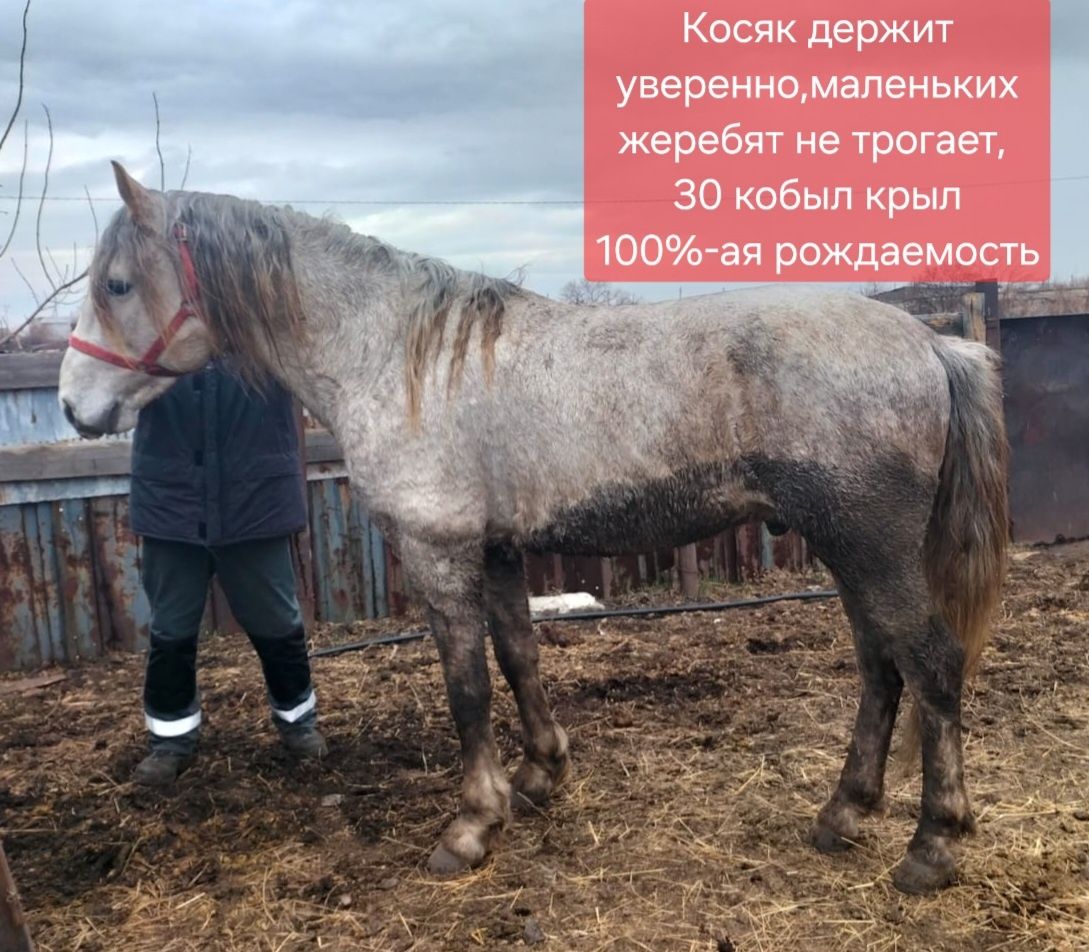 Продам табуного жеребца 5 лет