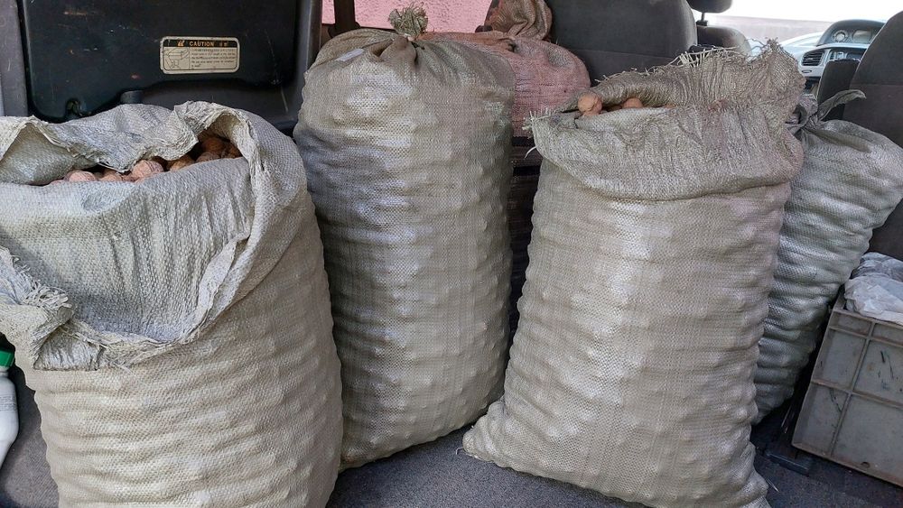 Грецкий орех 2025 года