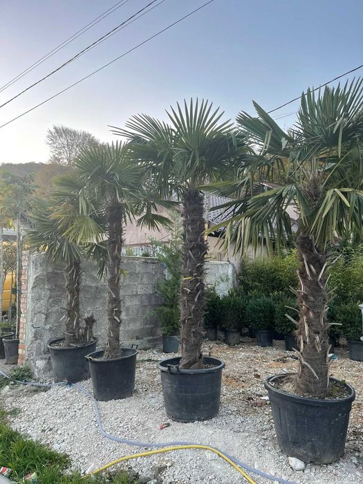 Palmieri  Maslini , copaci