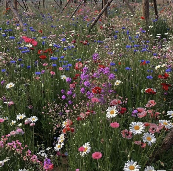 Seminte de albăstrea (Centaurea cyanus) 100pcs