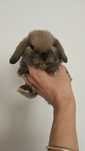 Iepuri  Mini lop - de companie