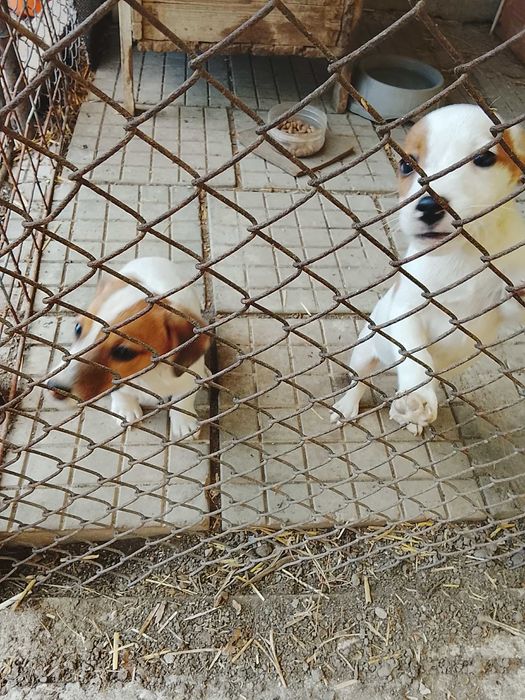 Джак Ръсел териер