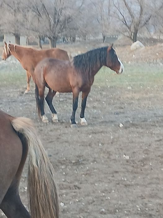 Айғыр сатылады 2016ж.