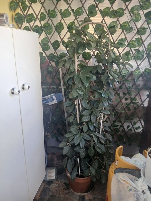 Floare Lacrima Maicii Domnului