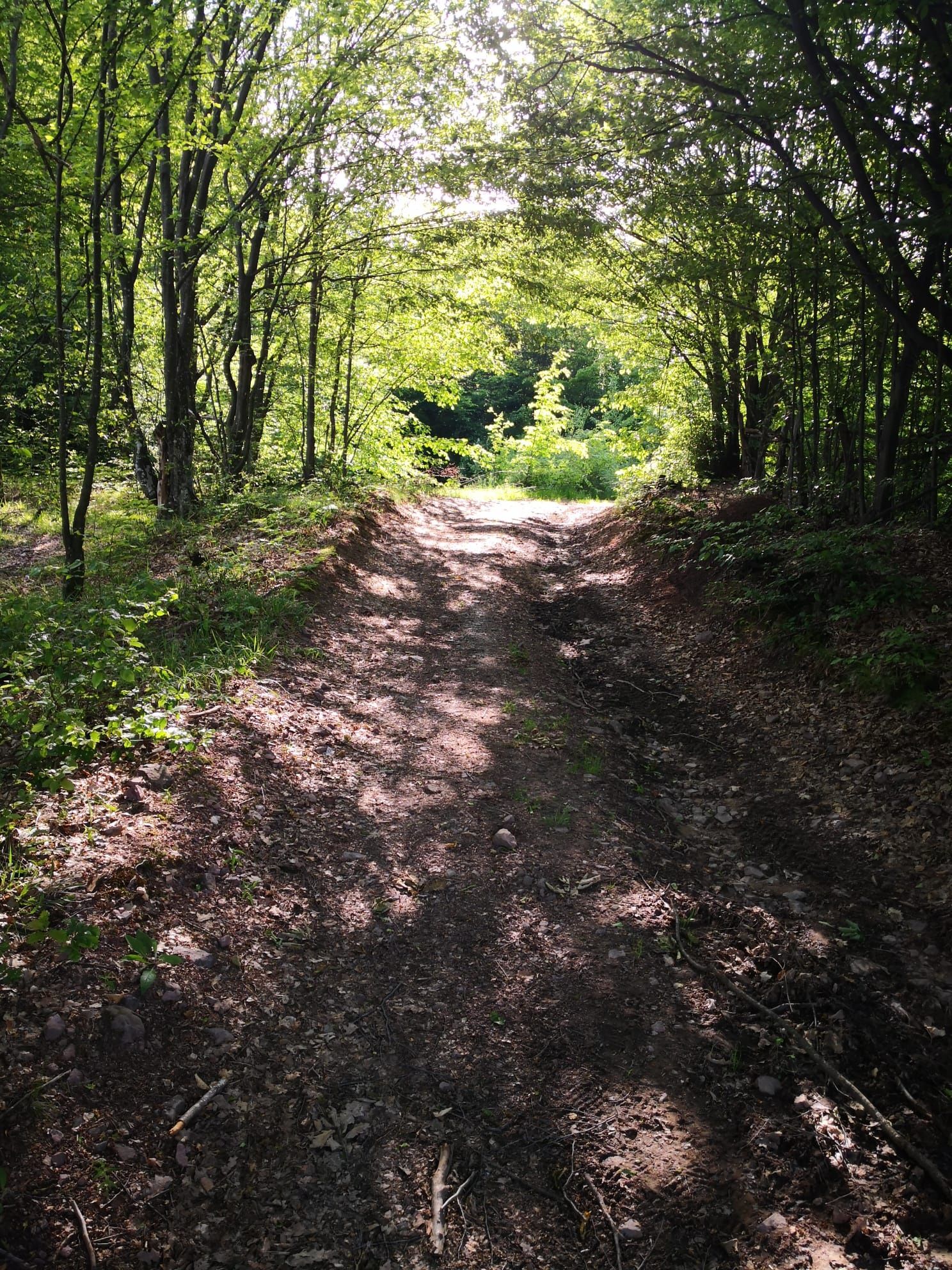 Teren 2,5 ha Negreni, Cluj – pădure, și curent