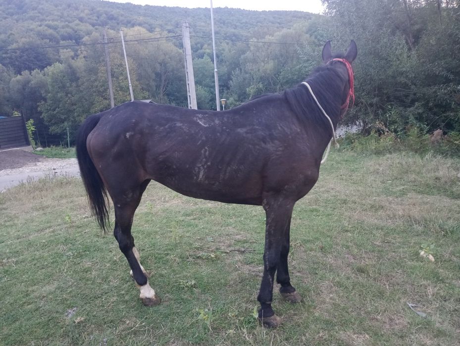 Se vinde iapa de zece ani cuminte buna de ham