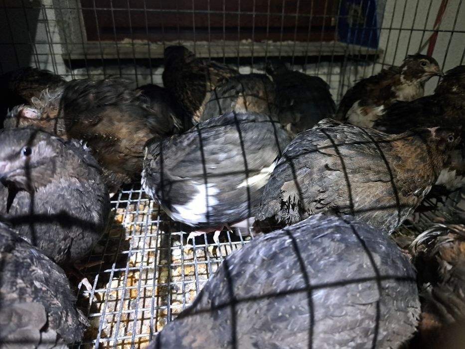 oua de prepelita,pui ,prepelite care oua